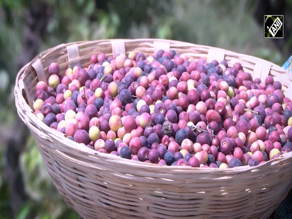 Berry to Business: Gujarat’s Farmer Turns Falsa Farming into a ₹10 Lakh Venture