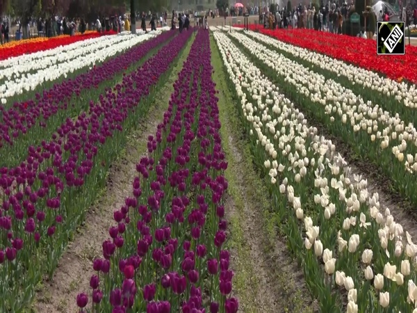 J&K: Tourists arrive in large numbers to witness breathtaking beauty of Srinagar's Tulip Garden