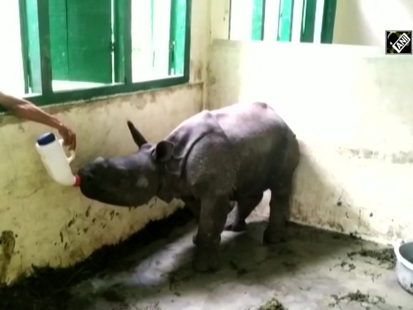 Assam floods: Rescued baby rhino fed milk at rehabilitation centre