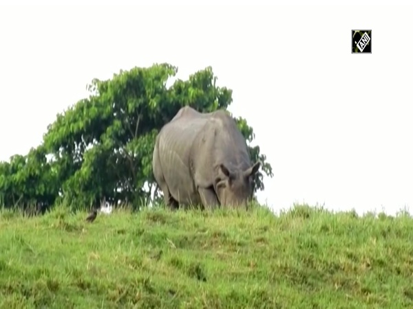 Watch: Rhinos struggle in flooded Kaziranga National Park