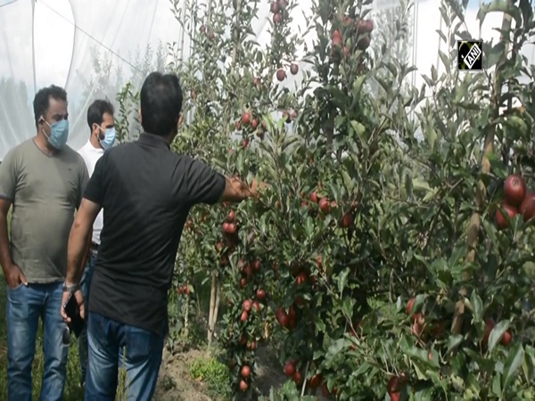 PMDP helping progressive apple growers in J&K's Anantnag
