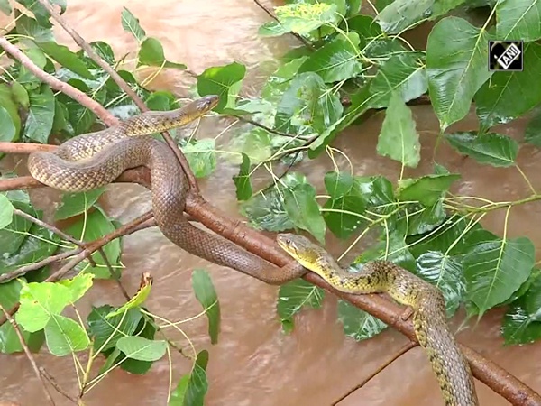 Watch: Snakes take shelter on trees in Shivamogga as Tunga river swells