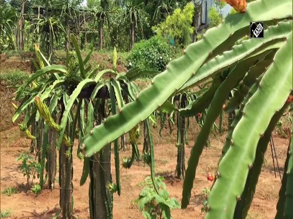 This Tripura horticulturist has grown state’s first commercial dragonfruit plantation