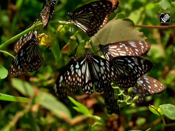 Butterflies begin their seasonal migration to Western Ghats