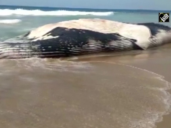 Watch: Whale shark washed ashore at Valinokkam Beach in Tamil Nadu
