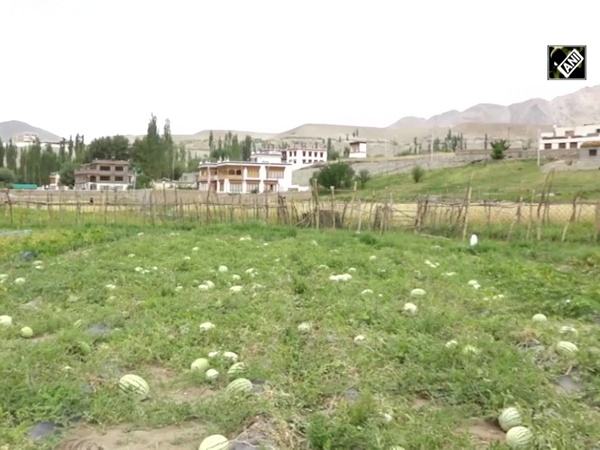 Watermelon farming in Ladakh getting boost through DRDO’s agri technology