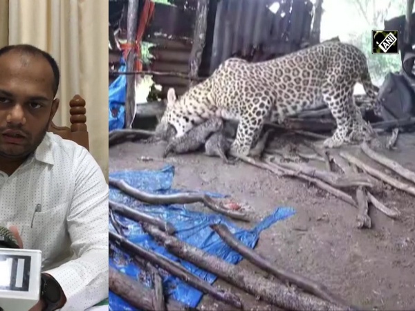 Watch: Leopard shifts to forest with 4 cubs after giving birth inside hut in Nashik