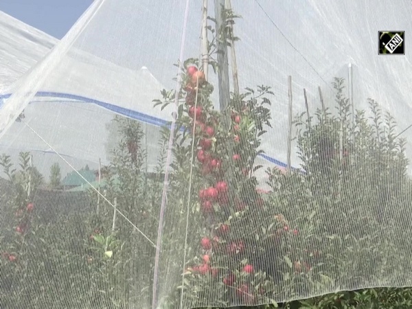 Sher-e-Kashmir University introduces ‘Hail Net System’ to protect apple crops