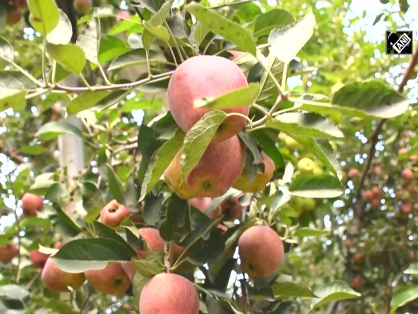 Apple growers of J&K’s Pulwama laud new agriculture laws