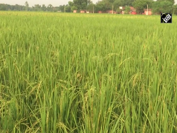 Gorakhpur farmers pin hopes on agriculture reforms
