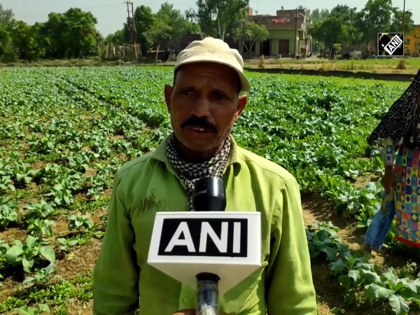 ‘Can sell our grains anywhere’: UP’s Moradabad farmers hail agri reforms