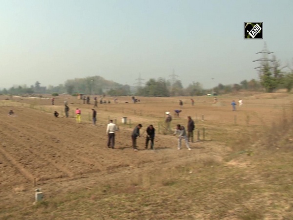 Tulip garden's land being prepared in Srinagar for next season