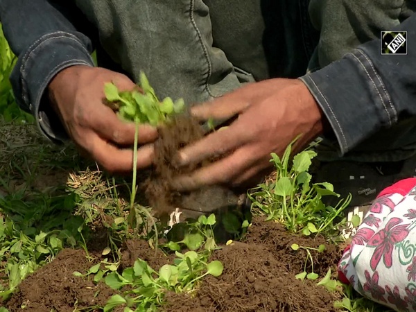 Gardening lovers buy saplings as winter approaches in Kashmir