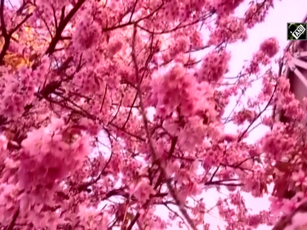 Cherry blossom flowers bloom in Shillong