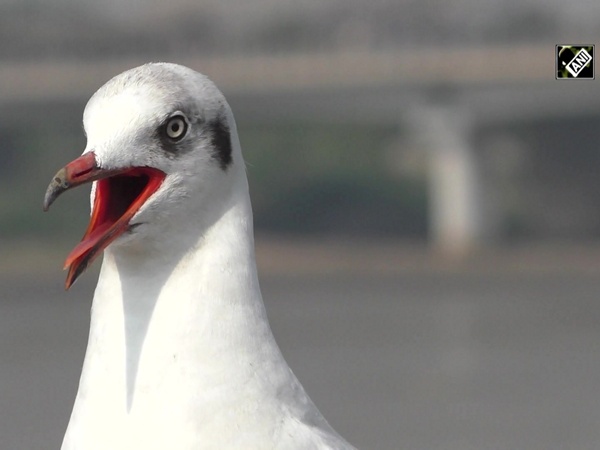 Migratory birds flock to Surat