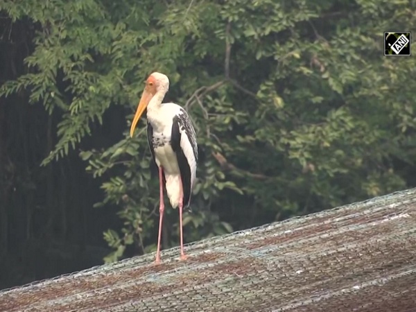 Migratory birds flock to Lucknow zoo