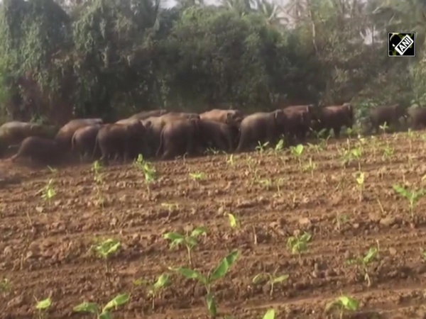 Watch: Herd of elephants create scare as they cross agricultural field in AP’s Chittoor