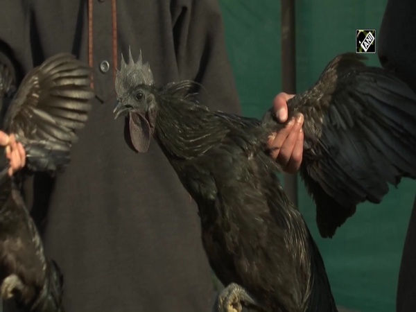 Two engineering students start 'Kadaknath' chicken poultry farm in Kashmir