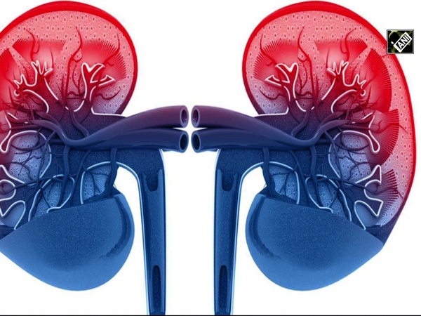 Correct diet can help safeguard against acute kidney injury: Research
