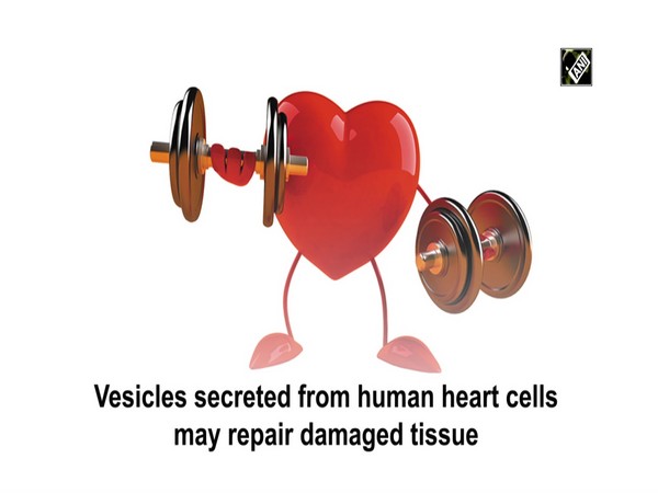 Cell-derived therapy may help repair abnormal heart rhythm: Study