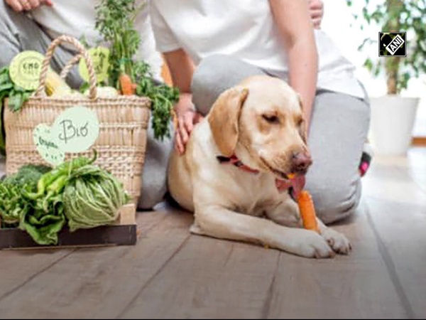Vegan diets for dogs may be healthier and less dangerous than meat-based diets: Study