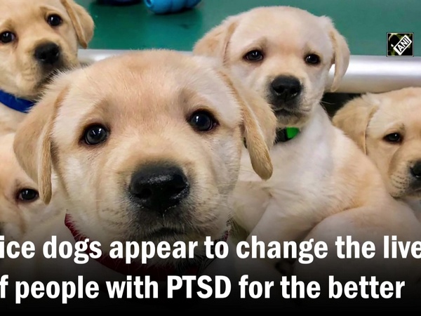 Research shows service dogs improve lives of veterans suffering from PTSD