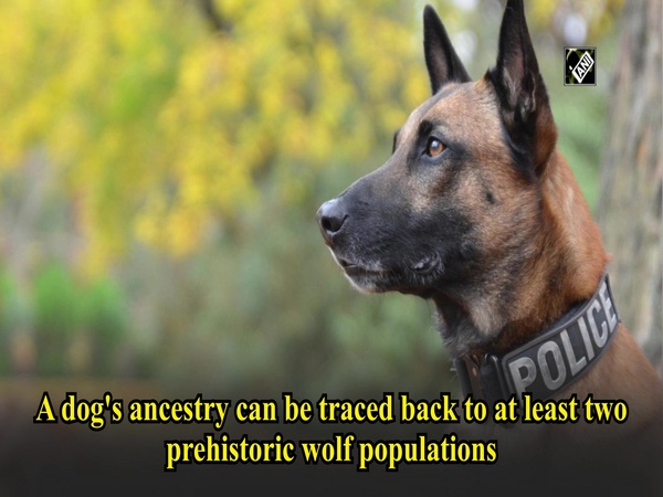 Study: Dog ancestry traces back to two wolf populations