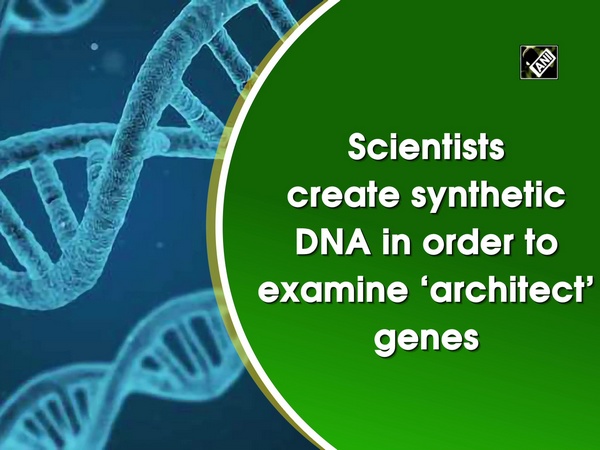 Scientists create synthetic DNA in order to examine ‘architect’ genes