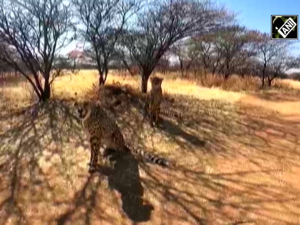 First look of Cheetahs that will be brought from Namibia to India