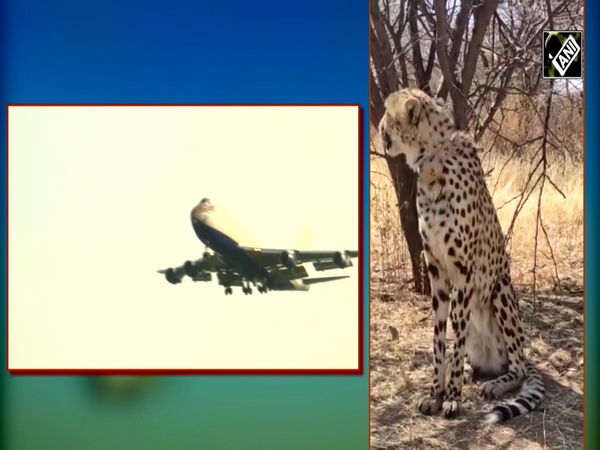 Cheetahs back in India after 70 years