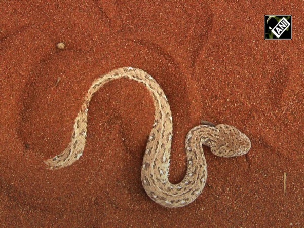 Scientists discover three underground snake species in Ecuador