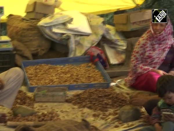 Timely rainfall boosts Walnut crop production in Kashmir