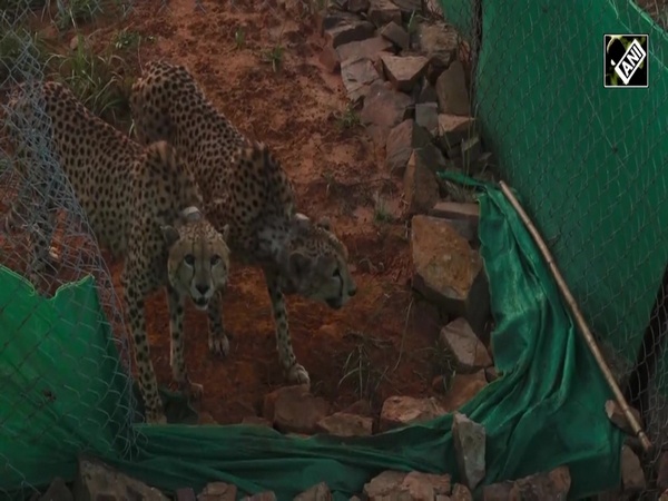Quarantine clearance received for 8 cheetahs, 2 released in acclimatisation enclosure