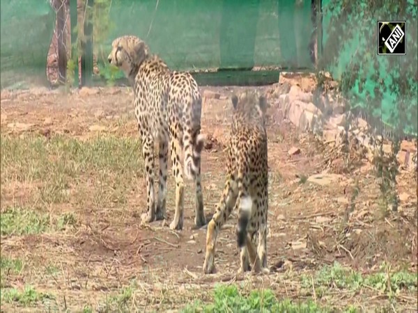 First kill on Indian soil for Namibian Cheetahs in Kuno