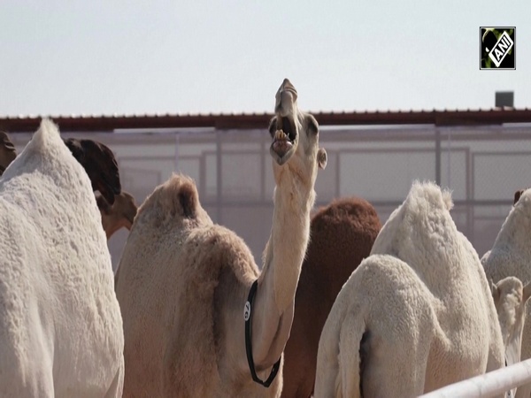 The other World Cup: Camels compete for beauty title in Qatar
