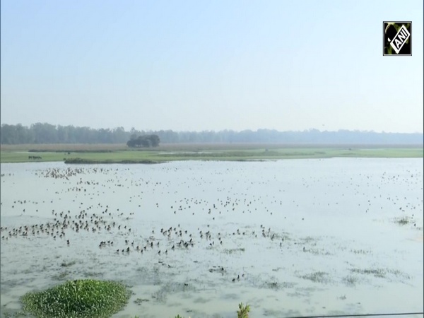 Migratory birds arrive at the Pobitora Wildlife Sanctuary in Assam