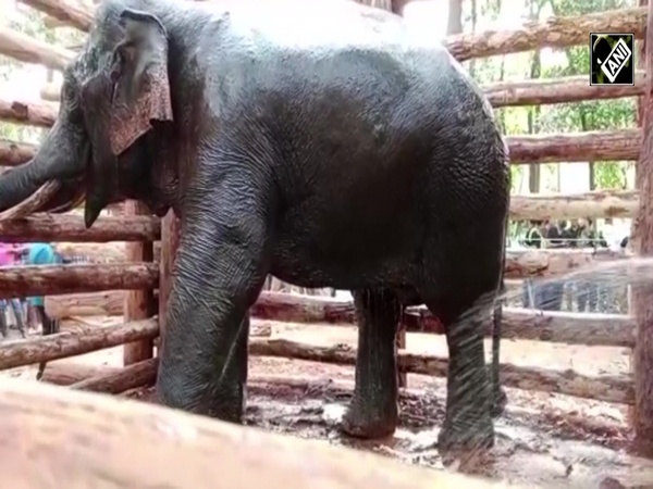 Kerala: Forest Department captures rogue elephant PT 7 in Palakkad, renames as ‘Dhoni’