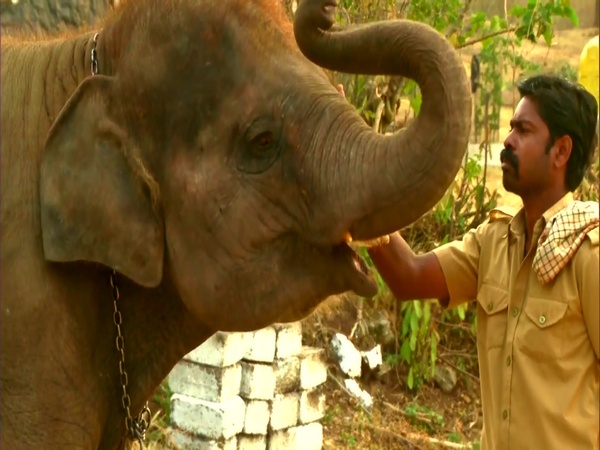 TN: Tourists throng Mudumalai to see baby jumbo from Oscar-winning ‘Elephant Whisperers’