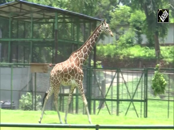 Assam State Zoo-Cum-Botanical Garden welcomes 5 new inmates, receives Zebras after three decades