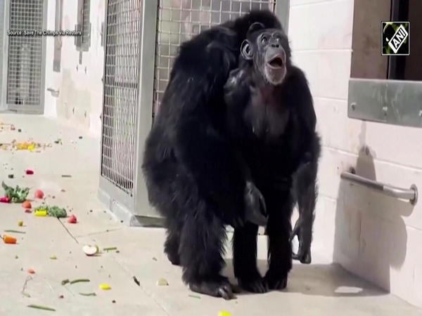 This chimpanzee sees open sky for first time after 28 years in cage