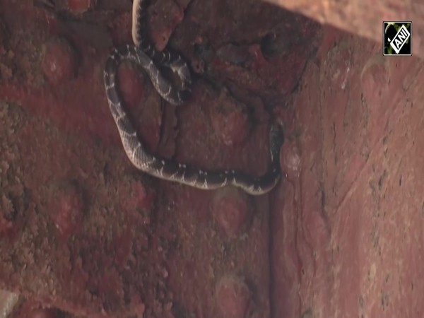 Snakes emerge in Delhi after record rains and flooding
