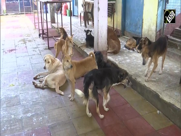 West Bengal: People celebrate “Kukur Tihar” or Kukur Puja at street dog rescue centre in Siliguri