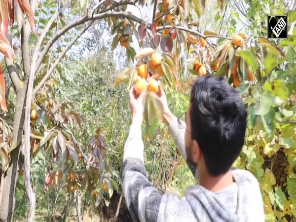 Farmers cultivating Japan’s famous Persimmon fruit in J&K’s Anantnag
