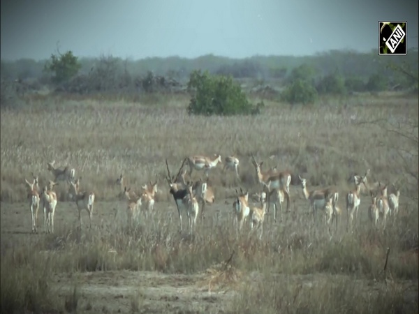 Gujarat: Blackbucks and other wild animals spotted in national park in Bhavnagar