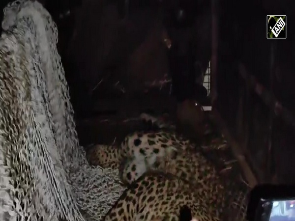 Tamil Nadu: Leopard rescued after being trapped in wire fence in Coimbatore