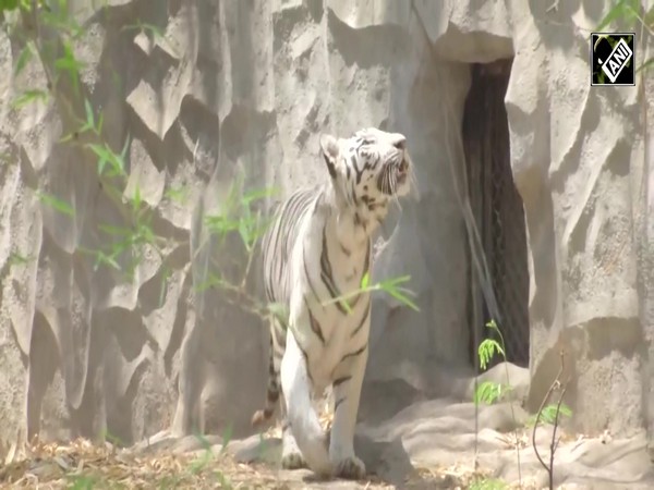 Rajiv Gandhi Zoological Park Pioneers Comfort Measures for Wildlife in Summer Heat