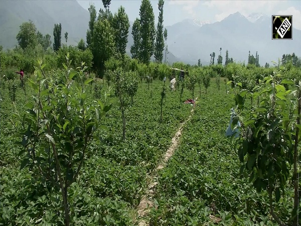 Harvesting of mouth-watering strawberries in full swing in Kashmir