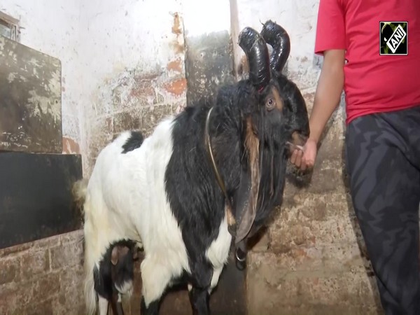 Eid-ul-Adha 2024: Bhopal seller sells goat for Rs 7 lakh, calls it “most aggressive in the country”