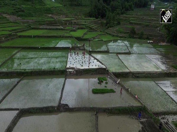Nepal marks Ropain Diwas, celebrating rice and rituals by planting paddy saplings