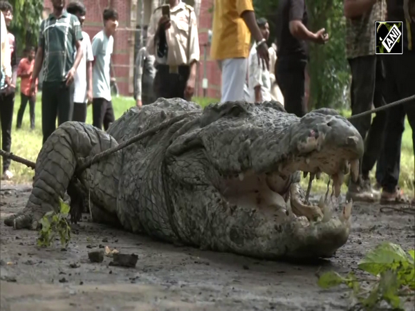 Forest Department rescues the 11-ft-long crocodile in flooded Vadodara, Gujarat